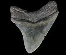 Serrated, Fossil Megalodon Tooth - Georgia #65772-2